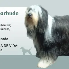 Un majestuoso collie barbudo, con su característico pelaje largo y denso, se muestra junto a datos sobre su tamaño y esperanza de vida.