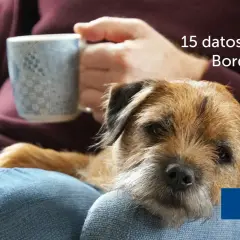 Un tierno border terrier descansa en el regazo de su dueño, quien sostiene una taza. Descubre 15 datos sobre esta raza.