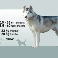 Un husky adulto pesa entre 15,5 y 28 kg, según sea hembra o macho. La imagen muestra un husky de pie con información sobre su peso.