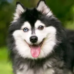 Un adorable alaskan klee kai con heterocromía, lengua afuera y pelaje negro y blanco, sonriendo en un jardín.