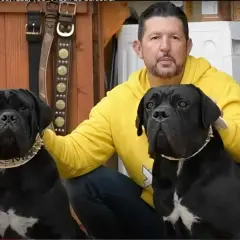 Hombre con dos perros cane corso negro, uno con collar de pinchos.