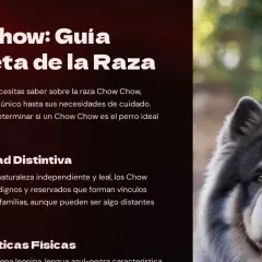 Un majestuoso perro Chow Chow, con su denso pelaje gris y negro, mira fijamente. La imagen es parte de una guía sobre la raza.
