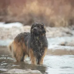 Un majestuoso mastín inglés, con su pelaje mojado goteando, se adentra en un río con agua clara y rocas.