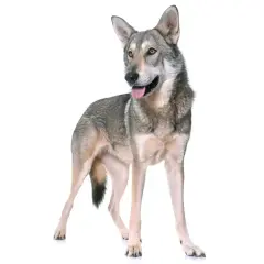 Un perro lobo de Saarloos, con pelaje grisáceo y ojos penetrantes, posa con la lengua fuera, mostrando su linaje salvaje.