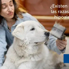 Una mujer cepilla a un perro blanco, preguntándose si existen realmente las razas de perros hipoalergénicos.
