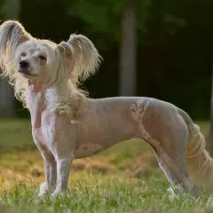 Un elegante crestado chino, con su pelaje distintivo y orejas emplumadas, posa en un prado al atardecer.