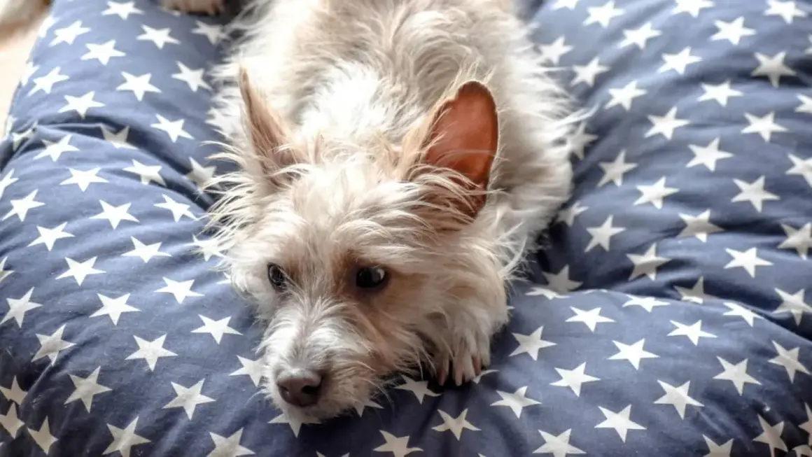 Un adorable podenco portugués pequeño, con su pelaje claro y orejas puntiagudas, descansa sobre una cama azul con estrellas blancas.