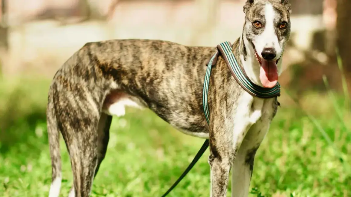 Un galgo español atigrado, con su lengua fuera y un collar colorido, posa en un campo verde.