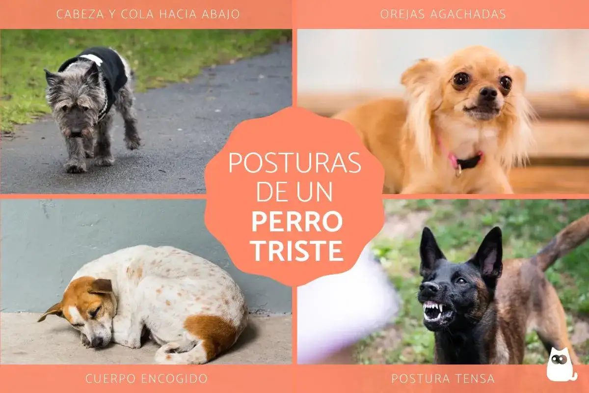Perro Triste - ¿Cómo leer su lenguaje corporal y qué hacer?