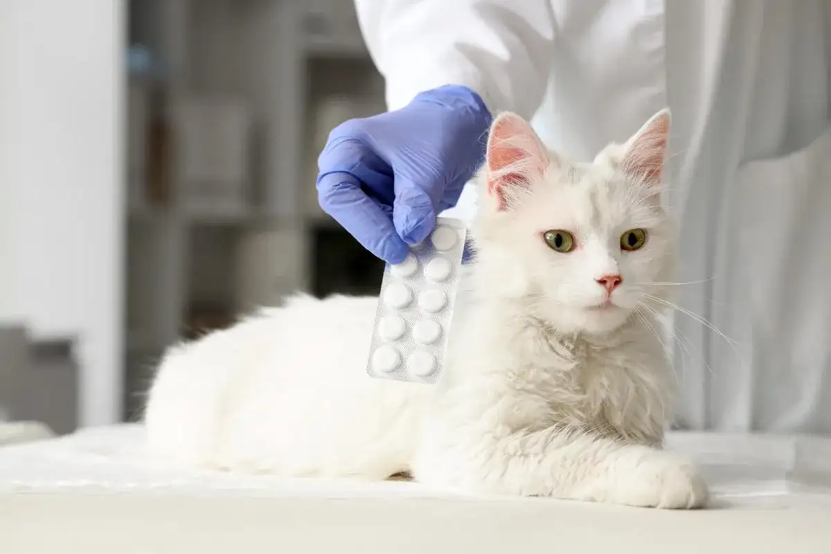 Ibuprofeno para gatos - ¿Por qué es peligroso?