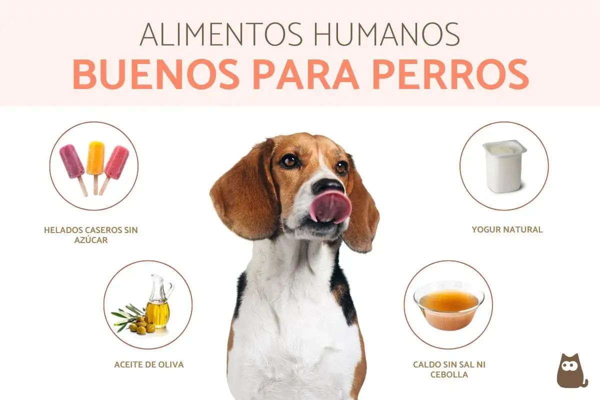 Comida saludable para perros - La guía definitiva