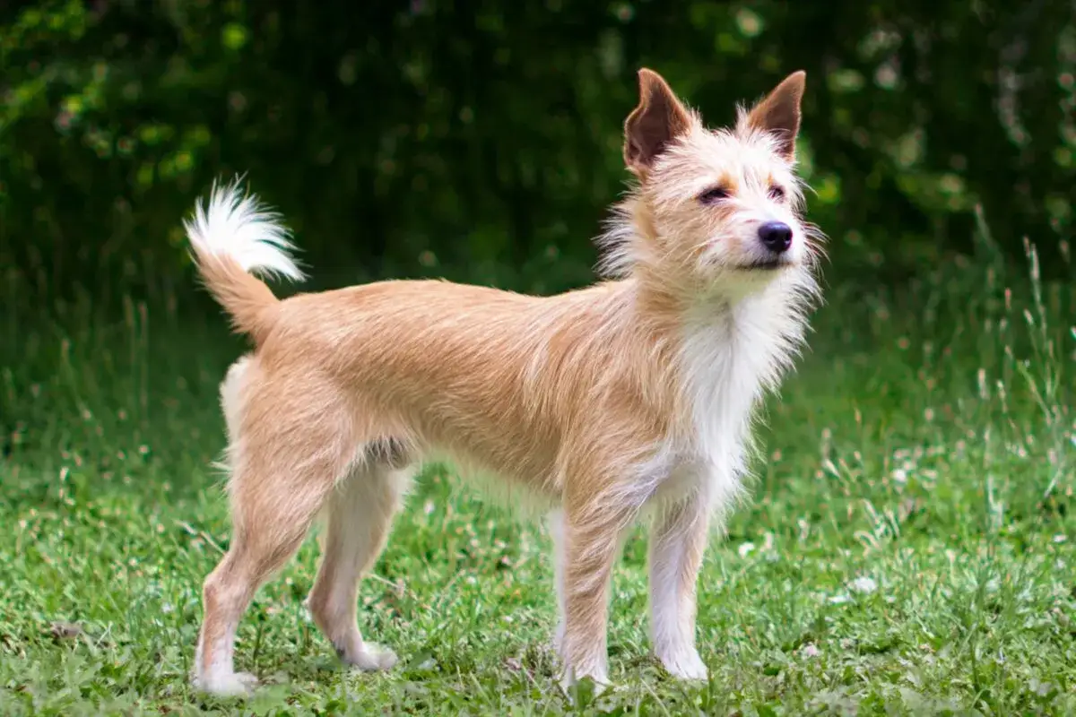 Un peque&ntilde;o podenco portugu&eacute;s, con su pelaje claro y orejas puntiagudas, posa en la hierba.