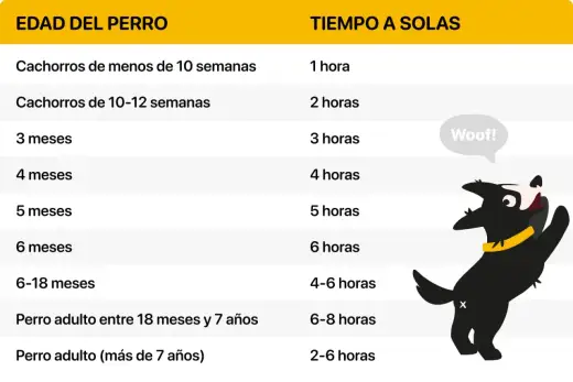 Dejar al perro solo en casa - ¿Cuánto tiempo es seguro?