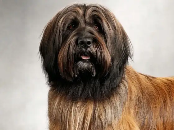 Pastor de Brie (Briard) - ¿Es el perro ideal para ti?