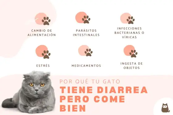 Mi gato tiene diarrea pero come bien - ¿Qué significa?