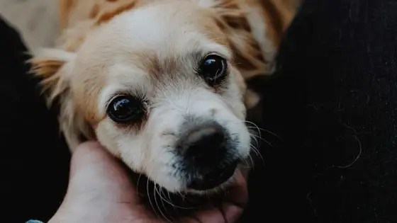 Cómo calmar a un perro agitado - Guía práctica y efectiva