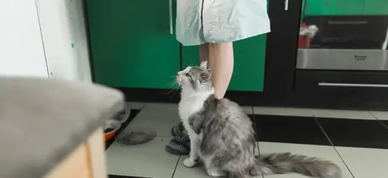 Feromonas para gatos - ¿Funcionan? Guía completa