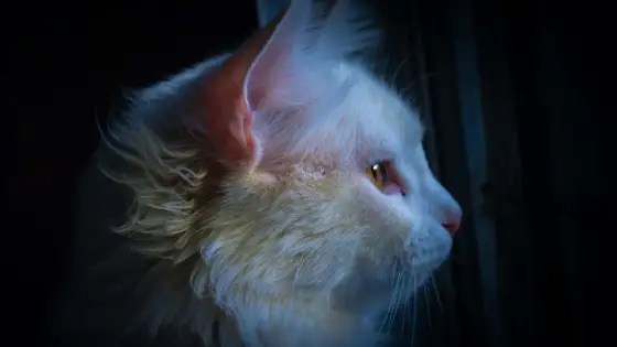 Cómo callar a un gato por la noche - Soluciones efectivas