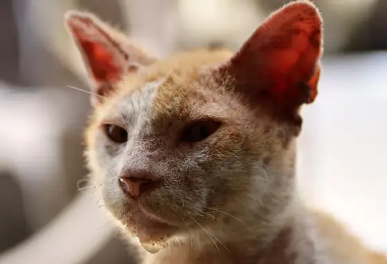 Inmunodeficiencia felina (FIV) - Fases, síntomas y cuidados