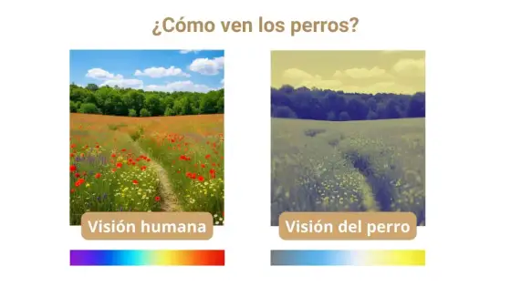 Cómo ve un perro - Adapta juegos y educación a su visión