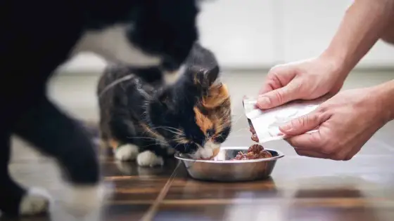 Comida húmeda para gatos - ¿Cuánta dar al día? Guía completa