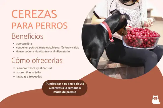 ¿Perros pueden comer cerezas? Riesgos y frutas seguras