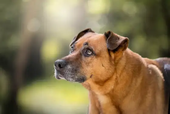 Mi perro no quiere salir - Causas y soluciones efectivas