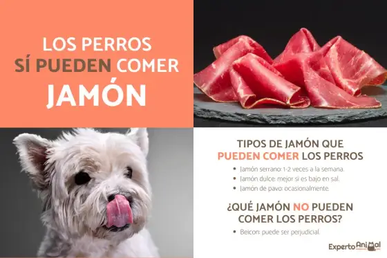¿Tu perro puede comer jamón serrano? La verdad que debes saber