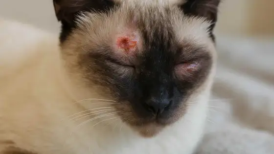 Tiña en gatos - Cómo reconocerla, tratarla y limpiar tu casa