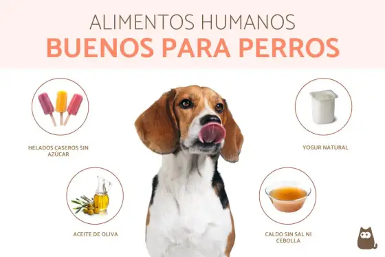 Comida saludable para perros - La guía definitiva