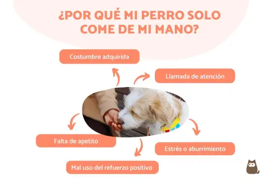 Mi perro come muy rápido - ¿Por qué y qué hacer?