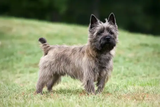 Cairn Terrier - ¿Es el perro ideal para ti? Guía completa