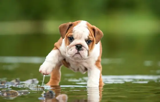 Bulldog Inglés - Cuidados Reales y Salud (Sin Mitos)