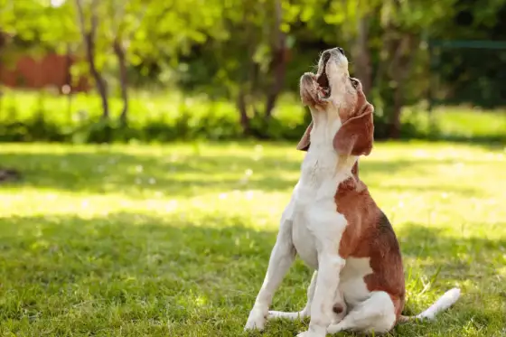 Mi perro ladra mucho - ¿Por qué y cómo solucionarlo?