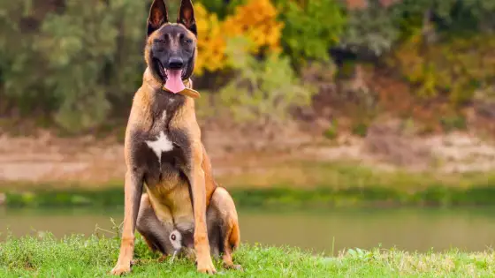 Pastor belga malinois - ¿Es el perro adecuado para ti?