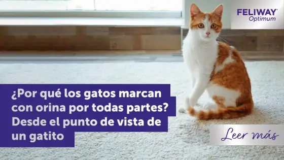 Mi gata marca con orina - ¿Por qué y cómo evitarlo?