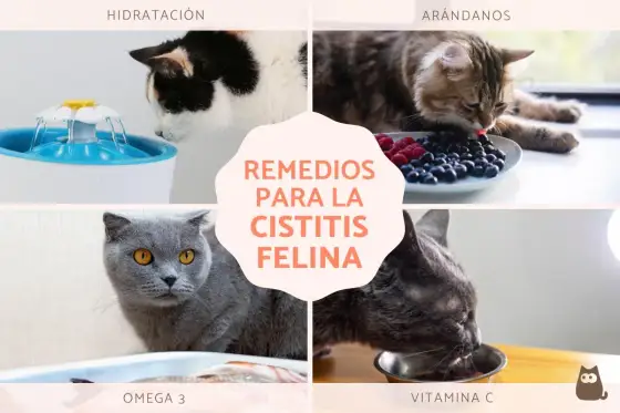 Cistitis en gatos - ¿Infección o algo más? Guía completa